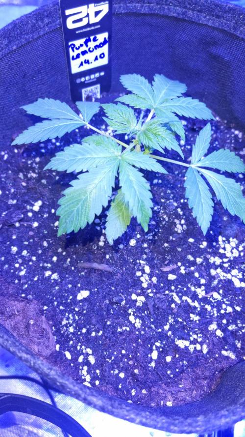 Purple Lemonade Automatic FastBuds. Week 3