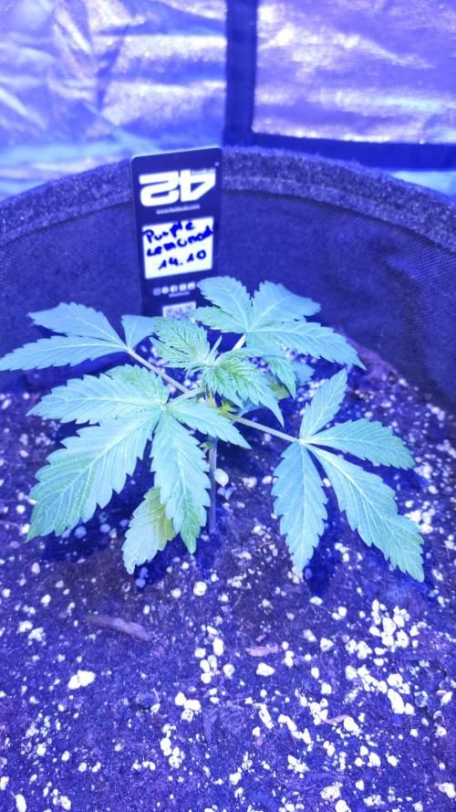 Purple Lemonade Automatic FastBuds. Week 3