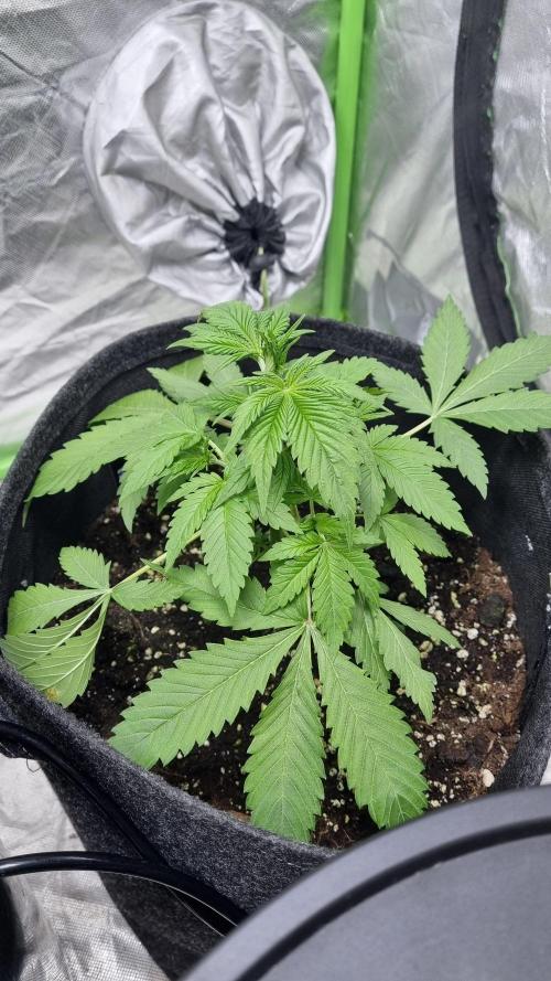 Purple Lemonade Automatic FastBuds. Week 4