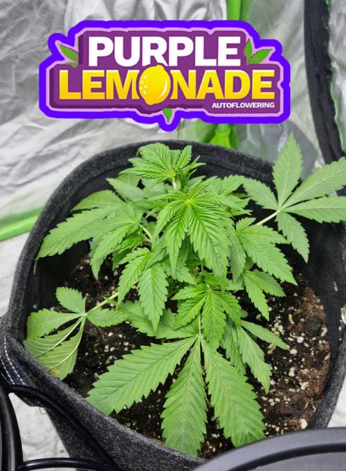 Purple Lemonade Automatic FastBuds. Week 4
