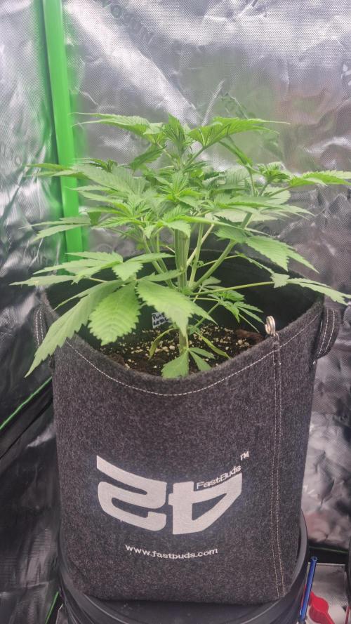 Purple Lemonade Automatic FastBuds. Week 5