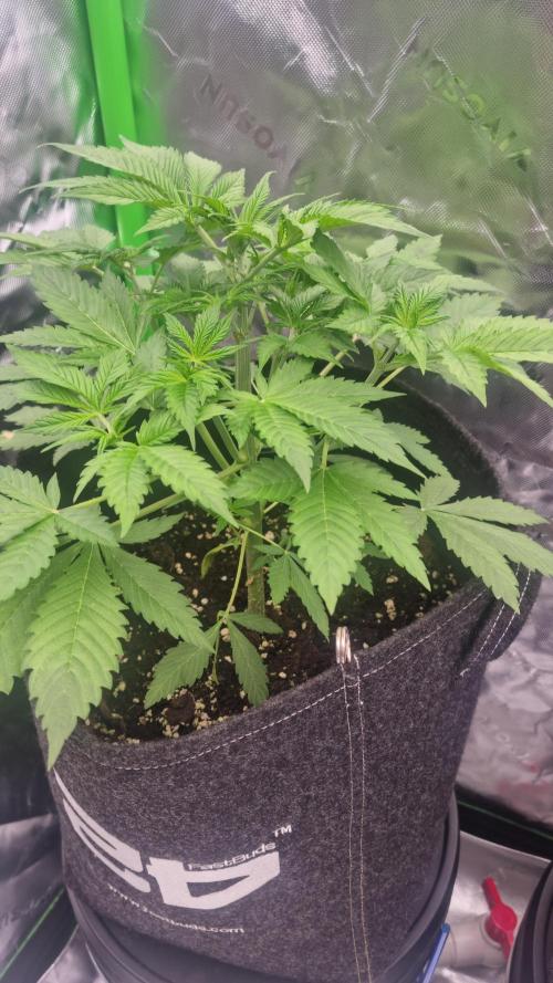 Purple Lemonade Automatic FastBuds. Week 5