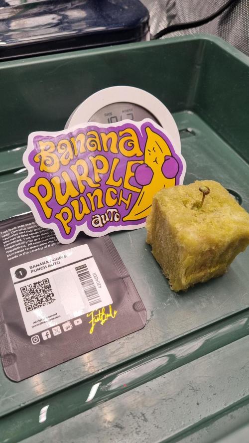 Banana Purple Punch Automatic FastBuds. Week 1