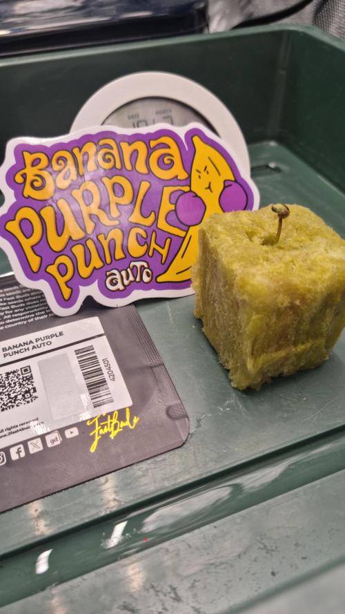 Banana Purple Punch Automatic FastBuds. Week 1