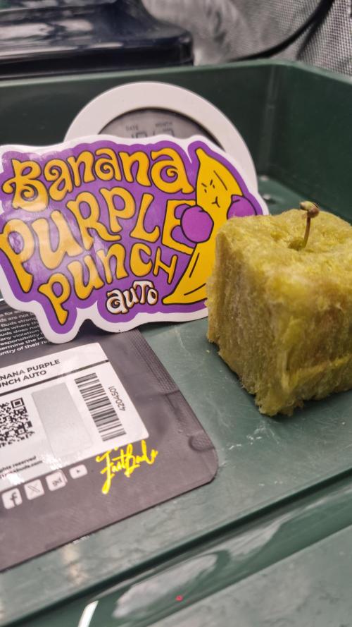 Banana Purple Punch Automatic FastBuds. Week 1