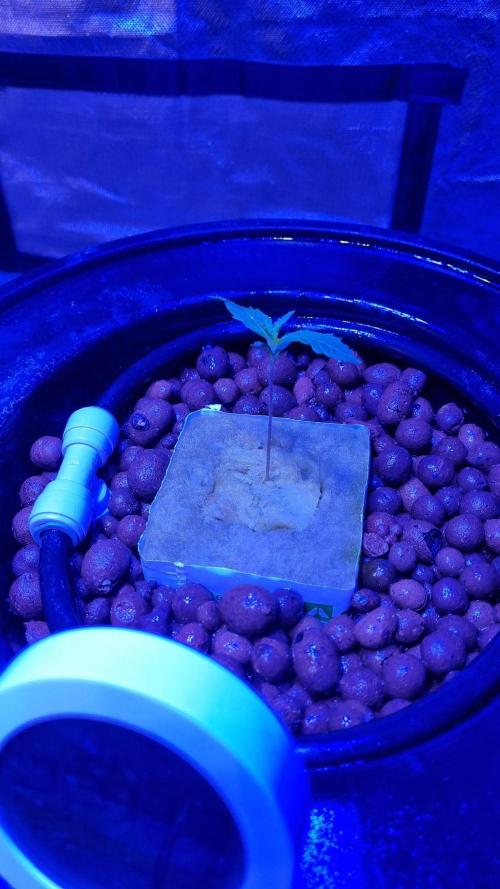 Banana Purple Punch Automatic FastBuds. Week 2