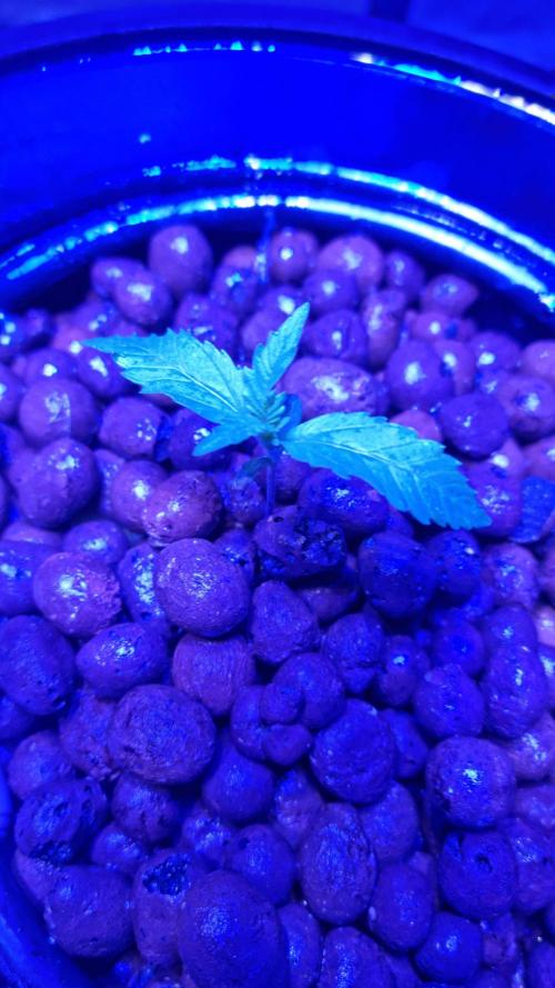 Banana Purple Punch Automatic FastBuds. Week 2