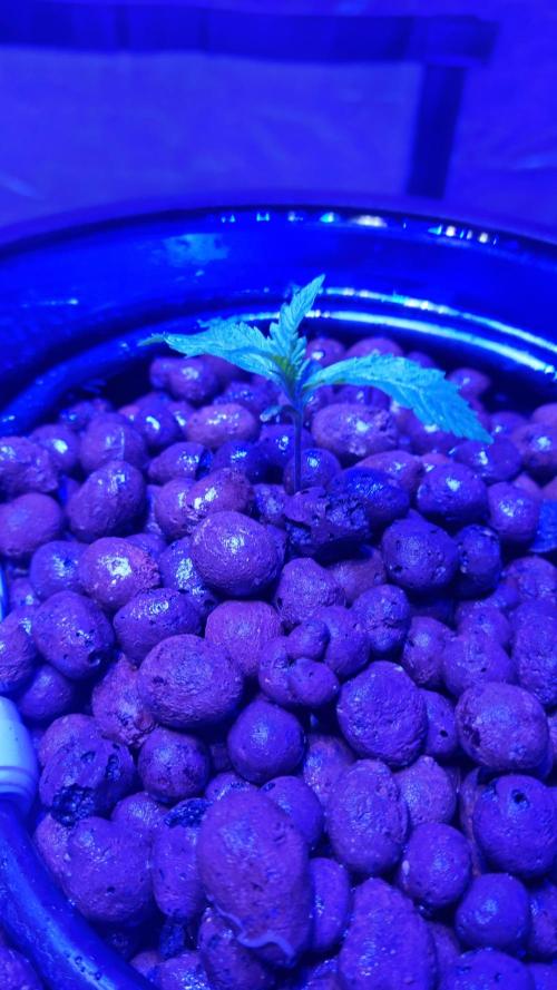 Banana Purple Punch Automatic FastBuds. Week 2