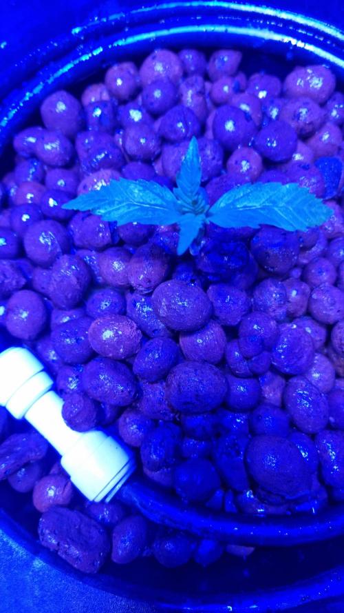 Banana Purple Punch Automatic FastBuds. Week 2