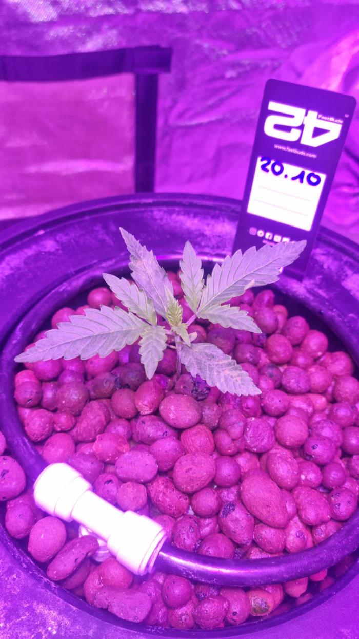Banana Purple Punch Automatic FastBuds. Week 3