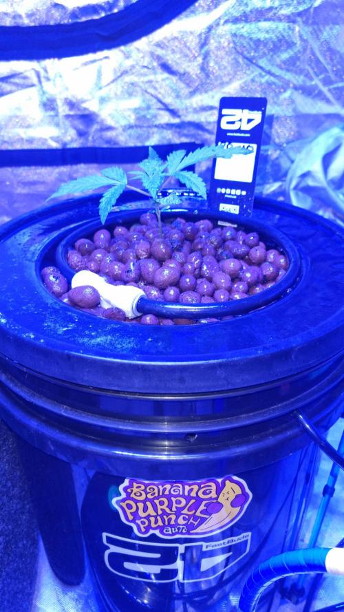 Banana Purple Punch Automatic FastBuds. Week 4