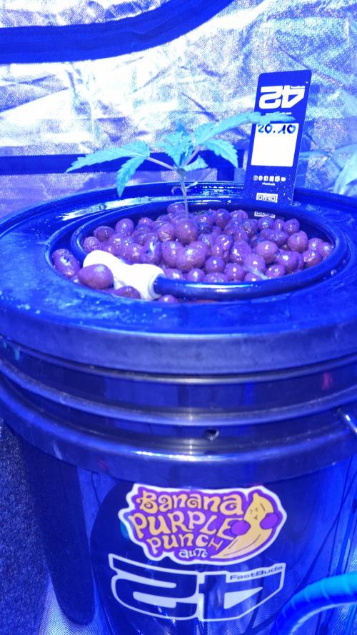 Banana Purple Punch Automatic FastBuds. Week 4