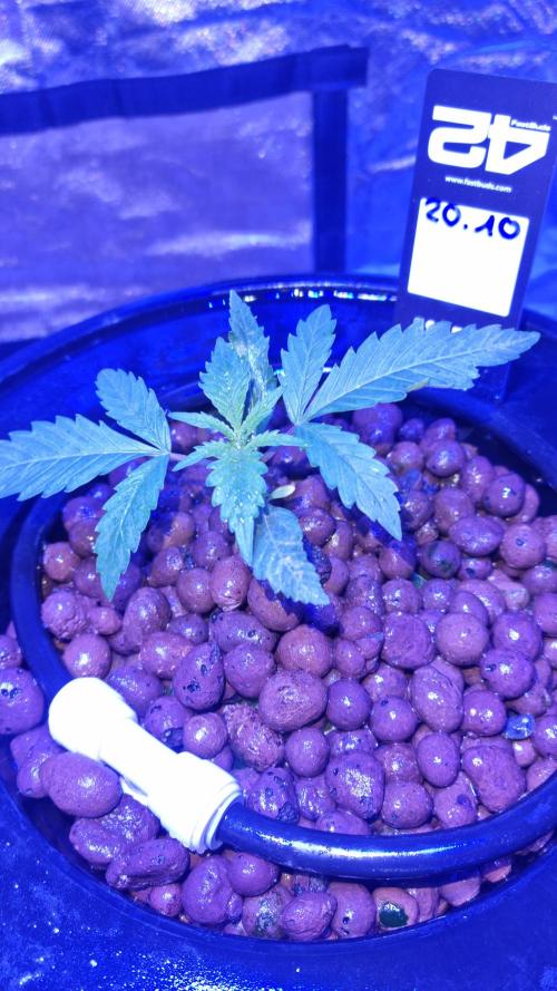 Banana Purple Punch Automatic FastBuds. Week 4