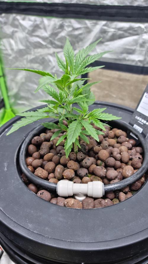 Banana Purple Punch Automatic FastBuds. Week 5