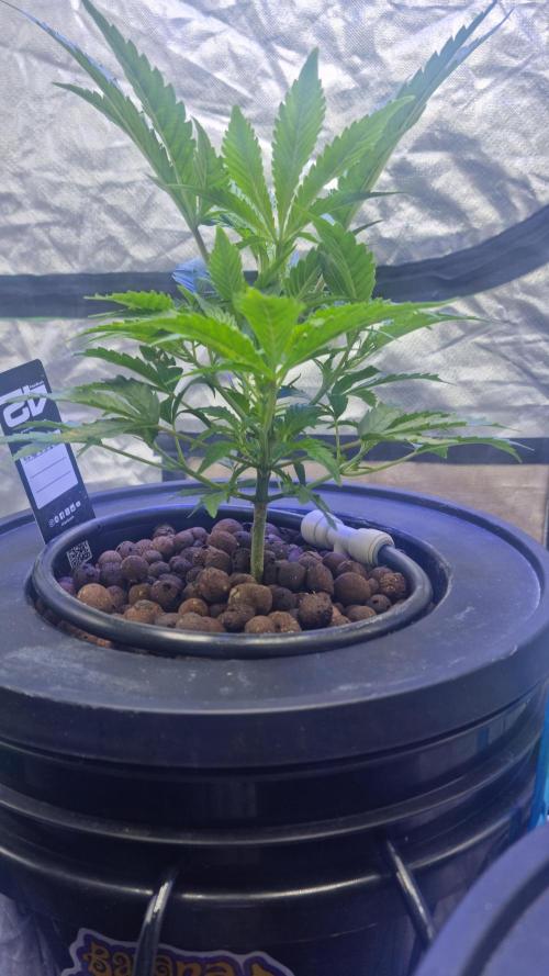 Banana Purple Punch Automatic FastBuds. Week 5