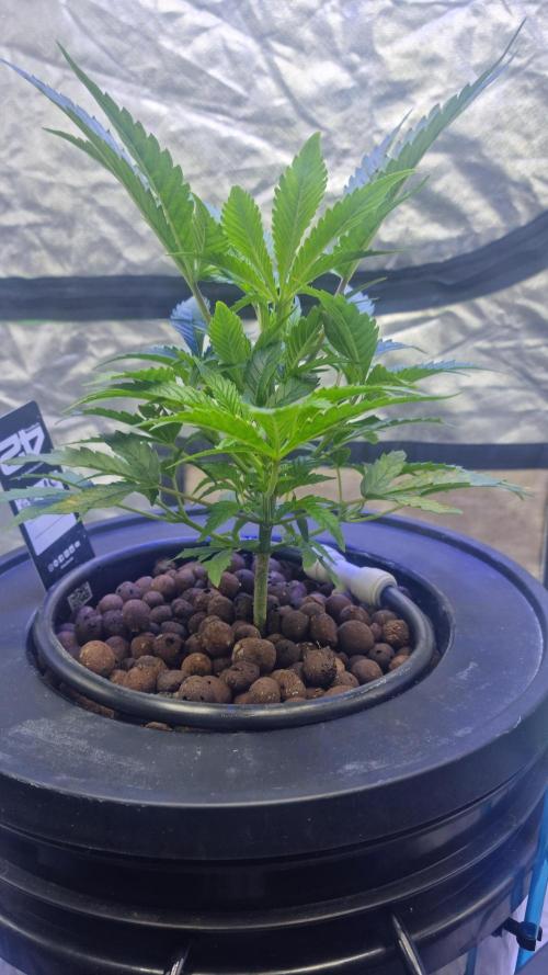 Banana Purple Punch Automatic FastBuds. Week 5