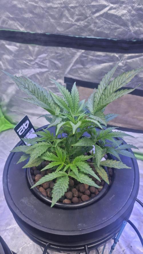 Banana Purple Punch Automatic FastBuds. Week 5