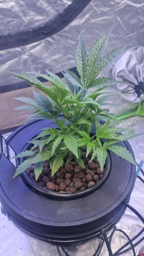 Banana Purple Punch Automatic FastBuds. Week 5