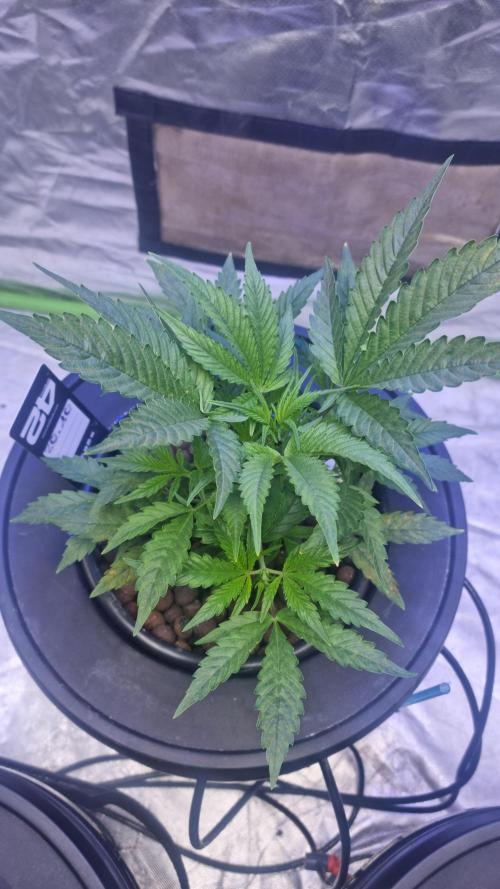Banana Purple Punch Automatic FastBuds. Week 5