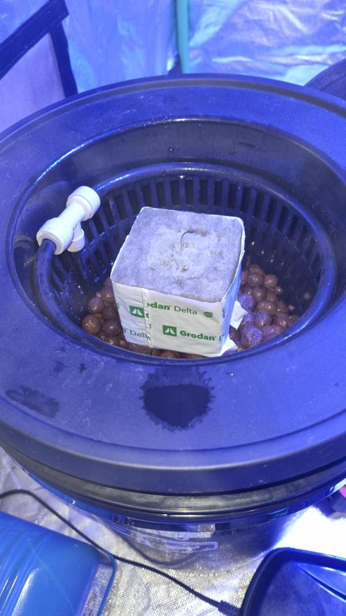 Frostbanger Automatic FastBuds. Week 1