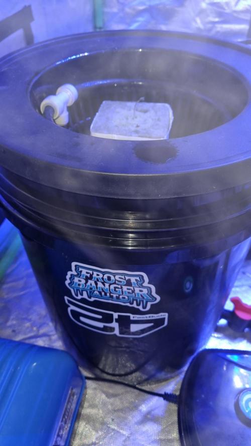 Frostbanger Automatic FastBuds. Week 1