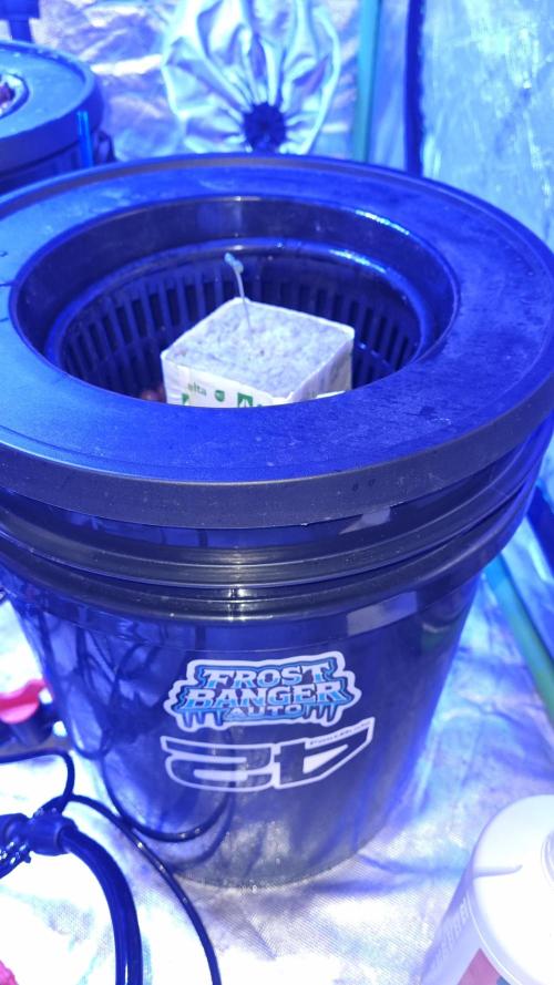 Frostbanger Automatic FastBuds. Week 1