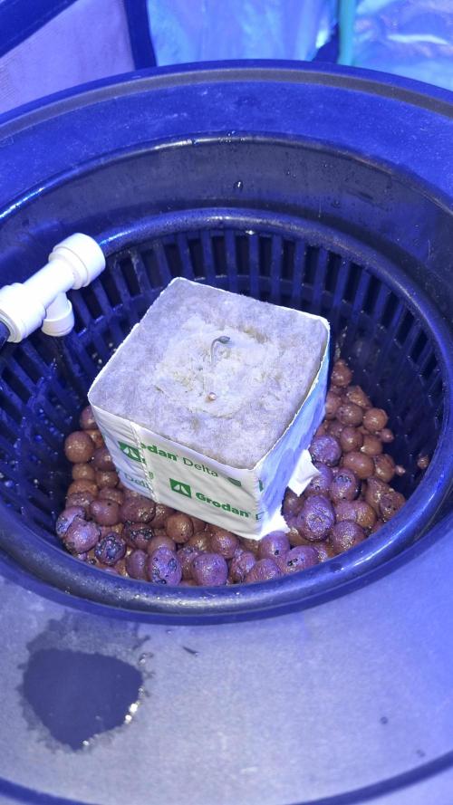 Frostbanger Automatic FastBuds. Week 1