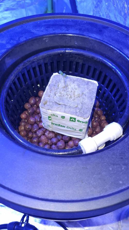 Frostbanger Automatic FastBuds. Week 1