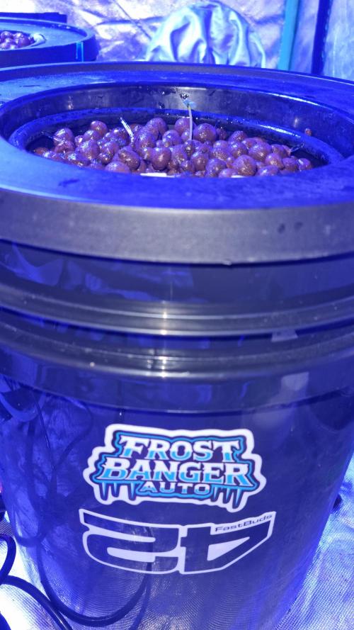 Frostbanger Automatic FastBuds. Week 1