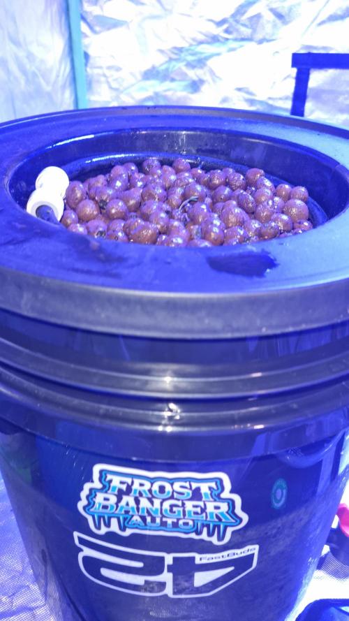 Frostbanger Automatic FastBuds. Week 1