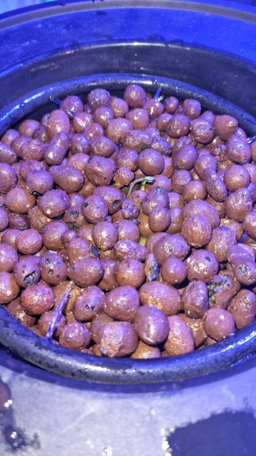 Frostbanger Automatic FastBuds. Week 1