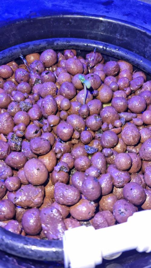 Frostbanger Automatic FastBuds. Week 1