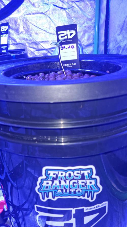 Frostbanger Automatic FastBuds. Week 1