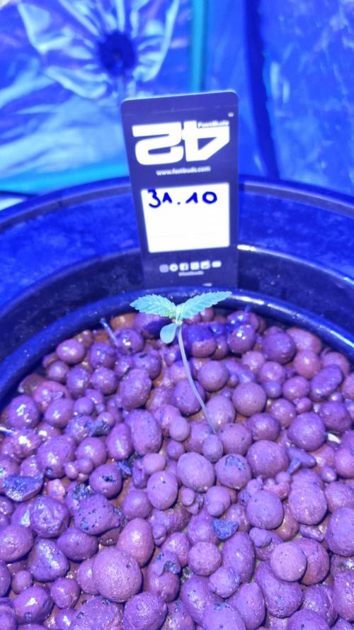 Frostbanger Automatic FastBuds. Week 1