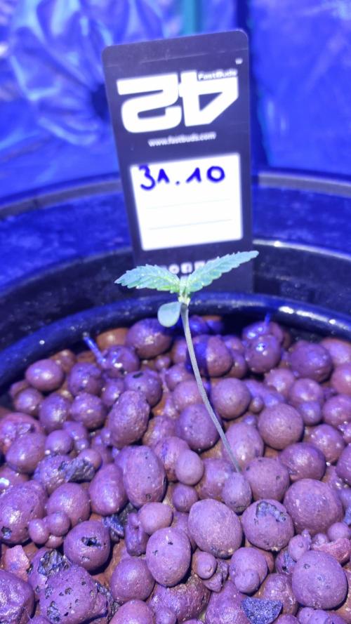 Frostbanger Automatic FastBuds. Week 1