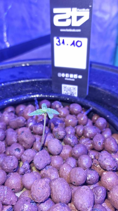 Frostbanger Automatic FastBuds. Week 1