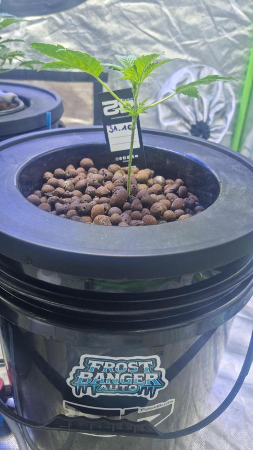 Frostbanger Automatic FastBuds. Week 3