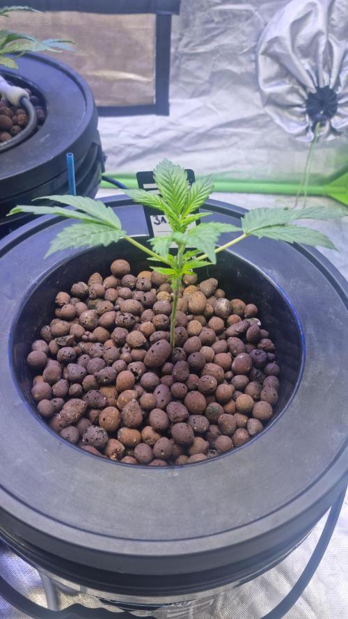 Frostbanger Automatic FastBuds. Week 3