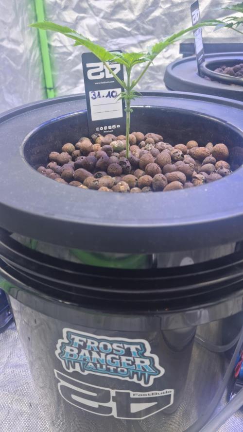 Frostbanger Automatic FastBuds. Week 3