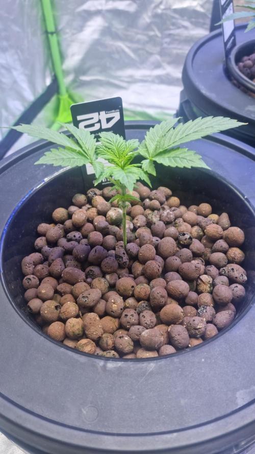 Frostbanger Automatic FastBuds. Week 3