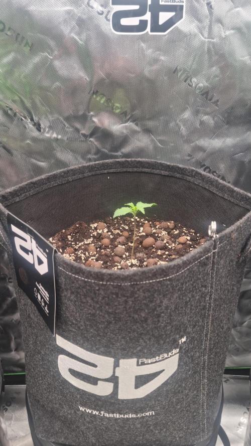 Apricot Automatic  FastBuds. Week 1