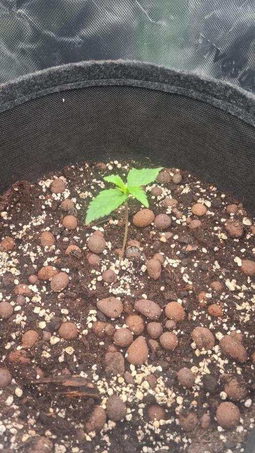 Apricot Automatic  FastBuds. Week 1