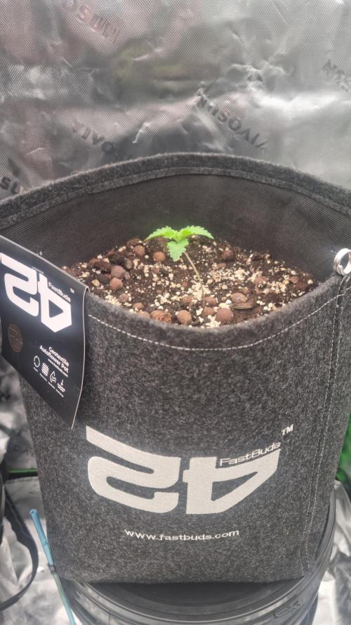 Apricot Automatic  FastBuds. Week 1