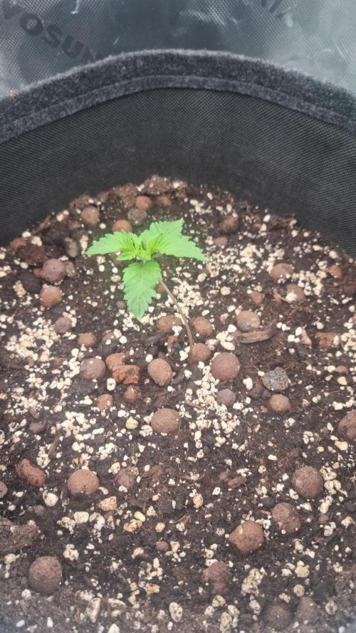 Apricot Automatic  FastBuds. Week 1