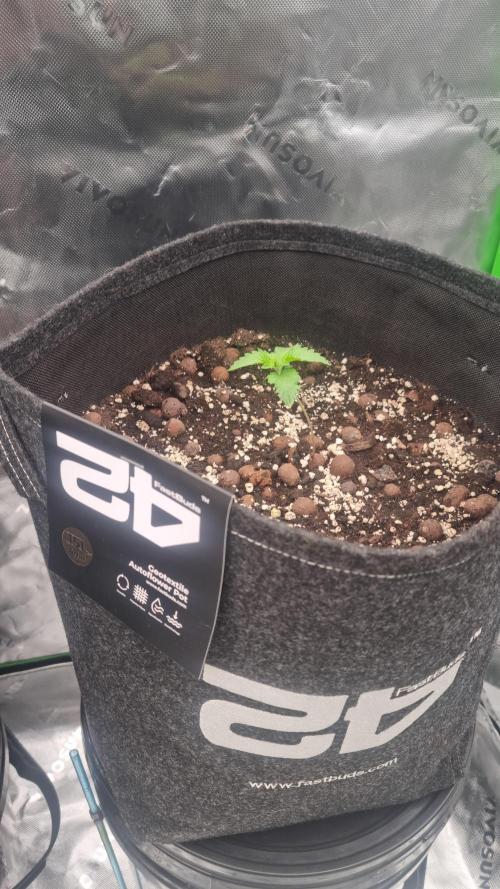 Apricot Automatic  FastBuds. Week 1