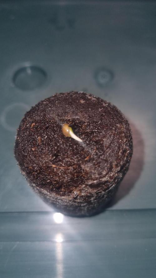 Banana Guava. Week 0