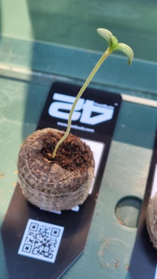 Banana Guava. Week 1