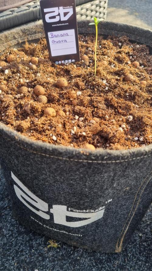Banana Guava. Week 1