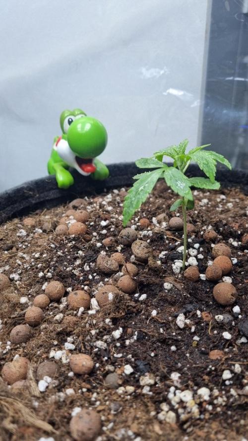 Banana Guava. Week 2