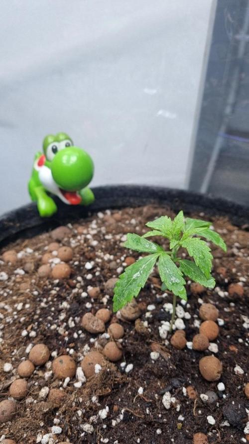 Banana Guava. Week 2